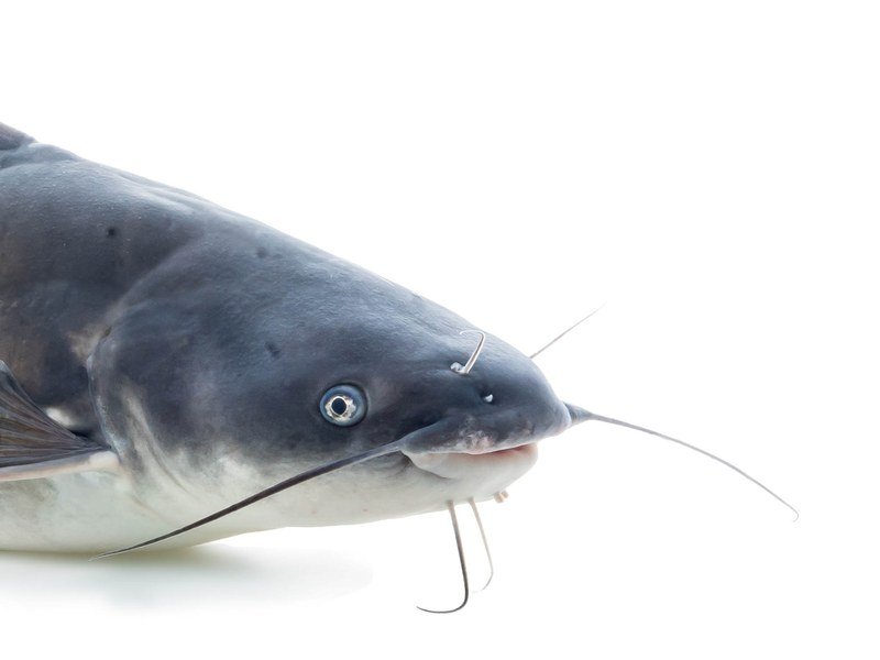 Blue catfish, a large freshwater catfish species known for record-setting size