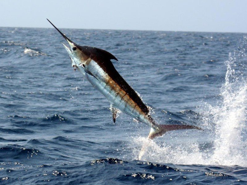 Blue marlin, a large offshore billfish species prized as a bucket-list gamefish