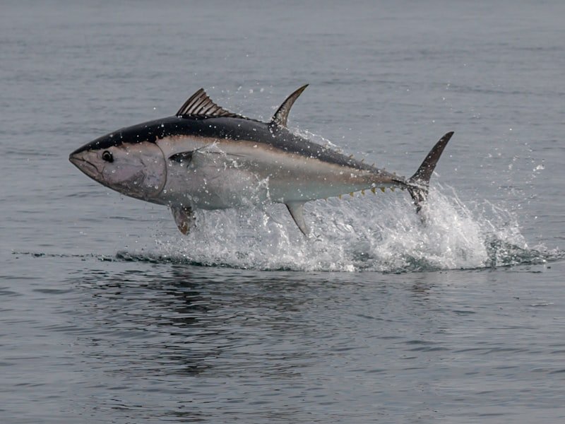 Bluefin tuna, a large offshore saltwater species capable of long, powerful runs