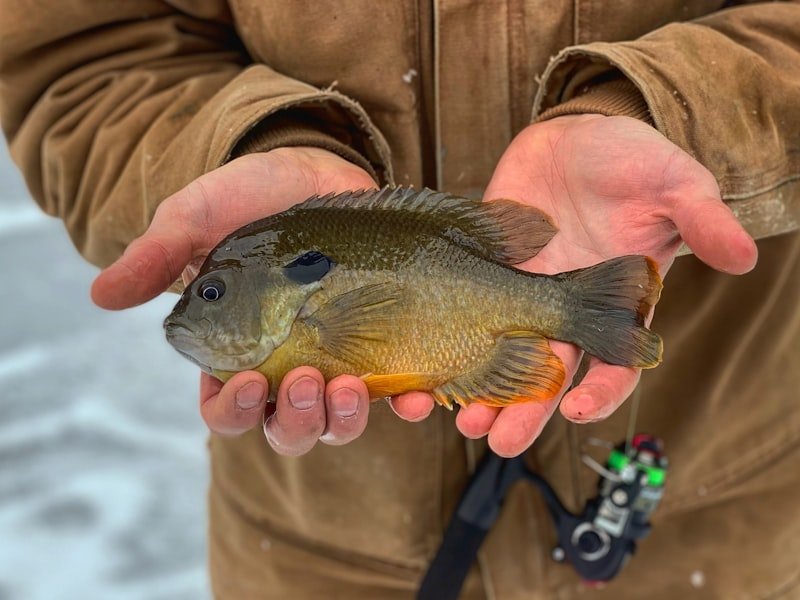 Bluegill, a small, colorful freshwater panfish that most anglers catch their first fish on