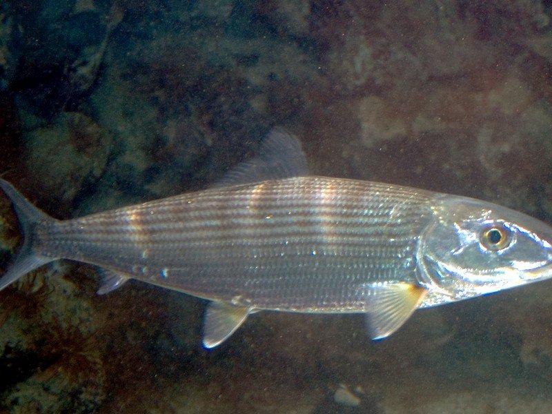 Bonefish, a fast, silver flats species known as the gray ghost
