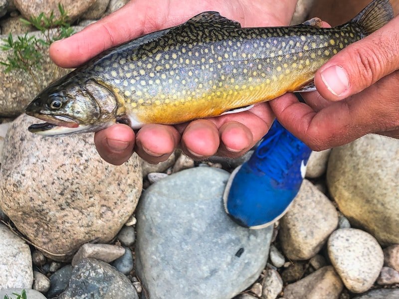 Brook trout, a native cold-water freshwater species with vivid spotted coloring
