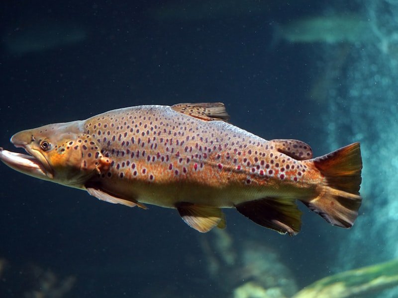 Brown trout, a wary freshwater trout species with distinctive dark and red spotting