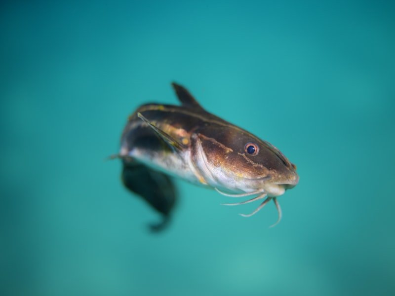 Catfish, a whiskered freshwater bottom-feeder prized for size and fight in rivers and reservoirs