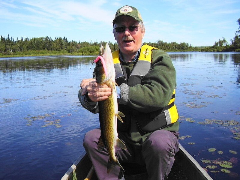 Chain pickerel, a toothy freshwater ambush predator with a chain-link body pattern