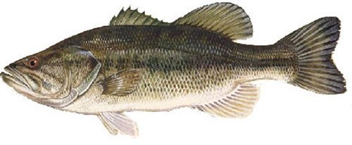 What Do Largemouth Bass Eat? Full Diet From Fry to Trophy Fish