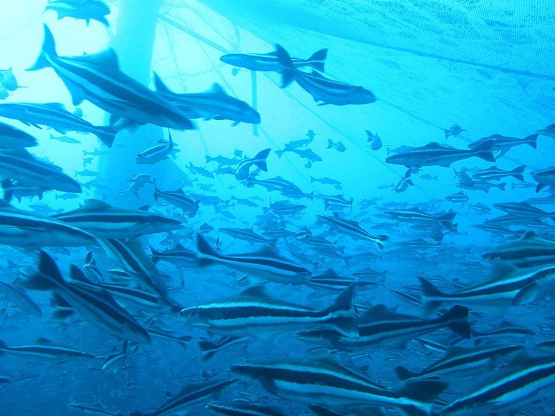 Cobia, a curious structure-oriented saltwater species known for following boats