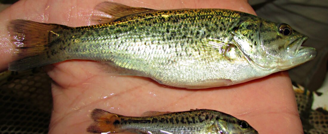 Largemouth Bass Feeding Behaviour: When, Where, and How They Hunt