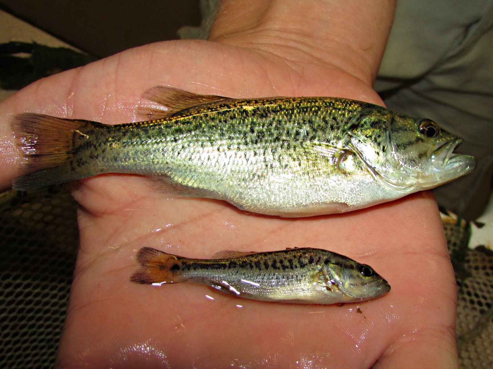 How Long Do Largemouth Bass Live? Lifespan, Age, and Growth Rate