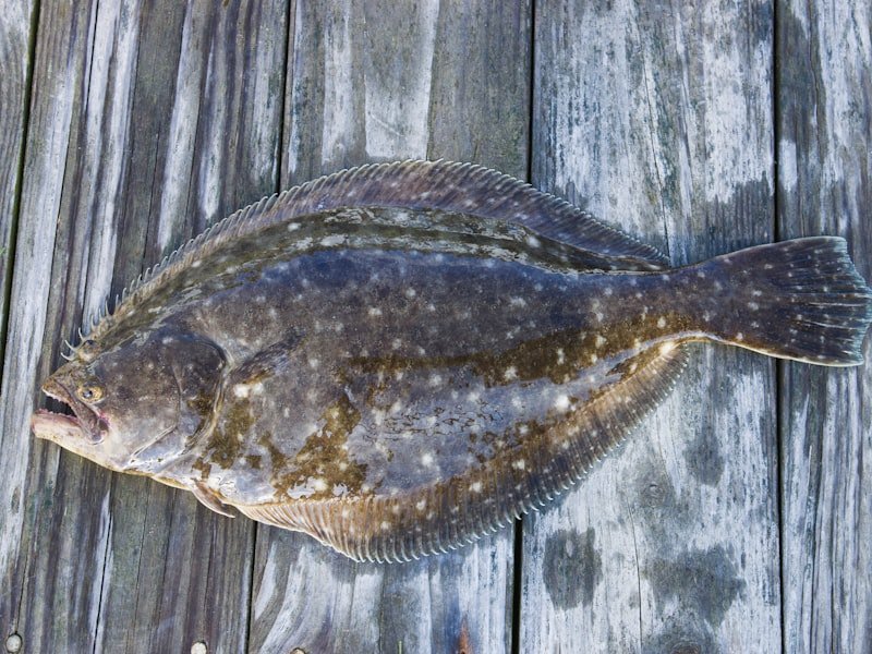 Flounder, a flatfish that buries in sand and ambushes prey from below