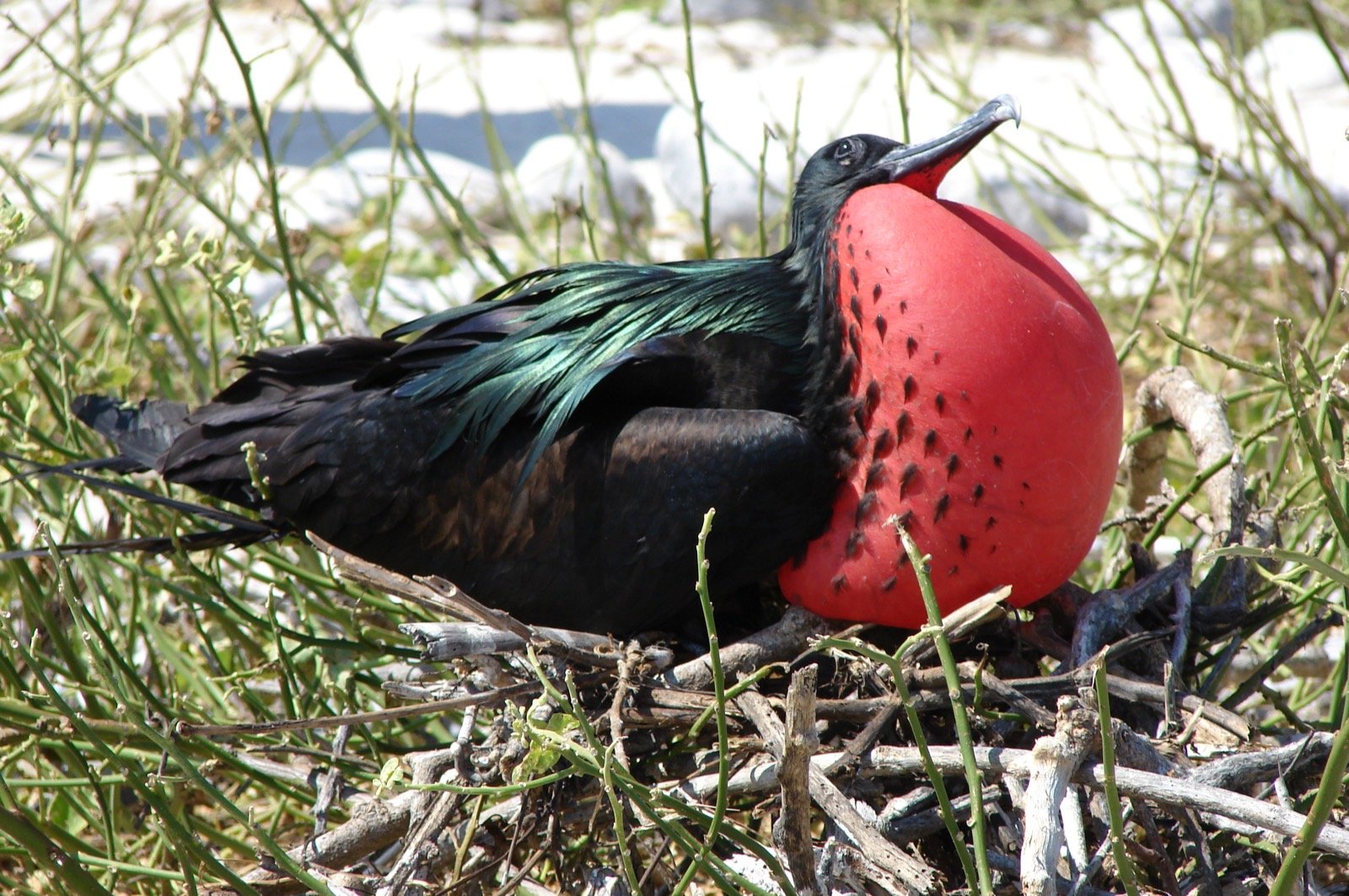 Frigatebird flying over open ocean