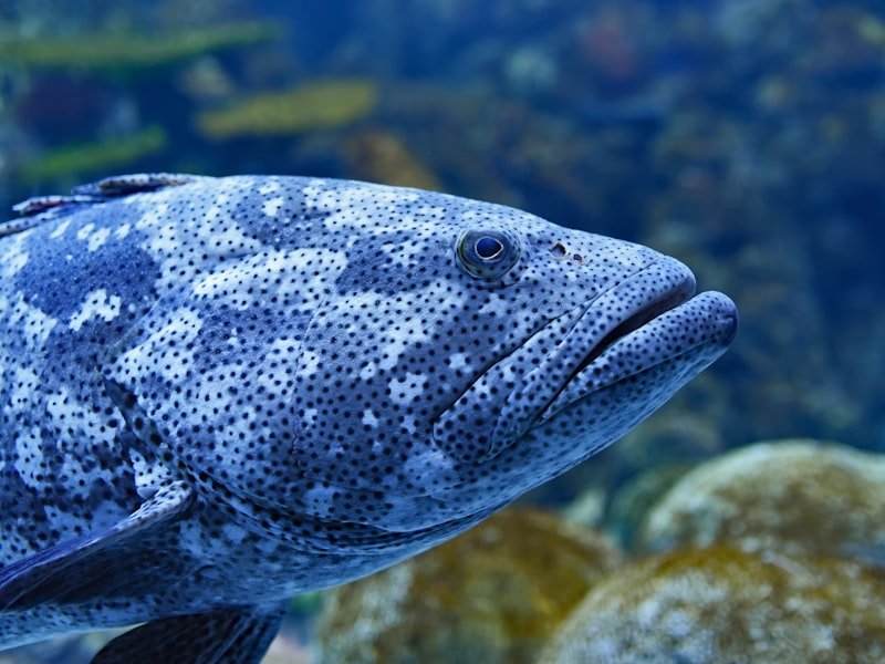 Grouper, a bottom-dwelling saltwater reef species known for powerful runs toward structure