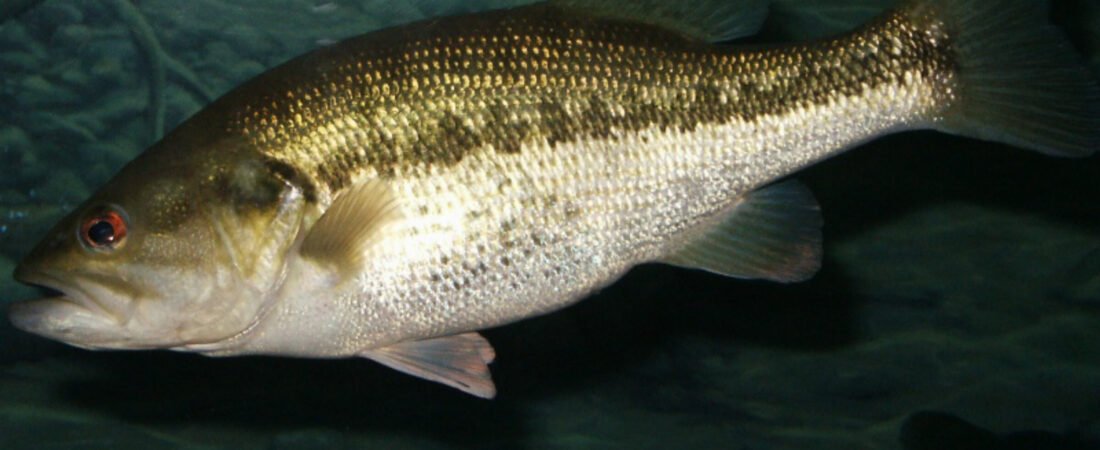 When Do Largemouth Bass Spawn? Season, Temperature, and Behaviour