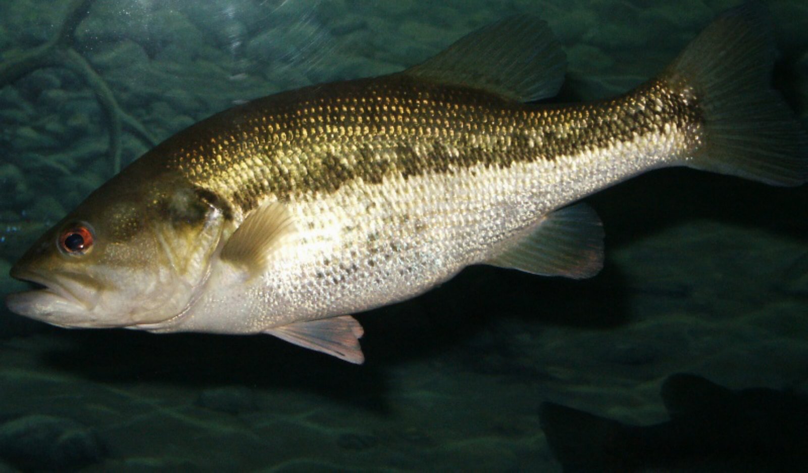 Largemouth Bass Nutrition: Protein, Mercury, and Health Considerations