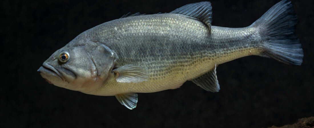 Baby Largemouth Bass: What Fry and Juvenile Bass Look Like