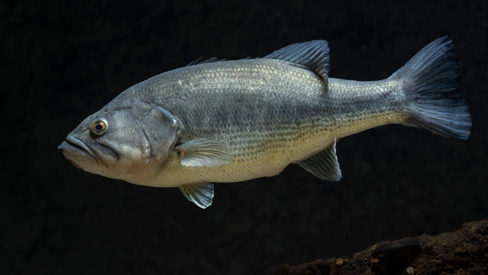 Largemouth Bass as an Invasive Species: Impact on Ecosystems Outside North America