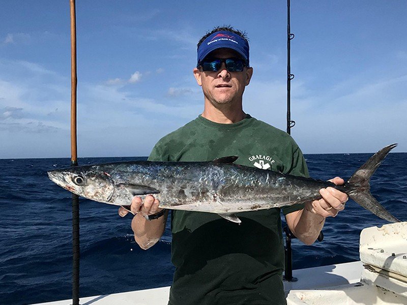 King mackerel, a fast toothy offshore and nearshore saltwater predator