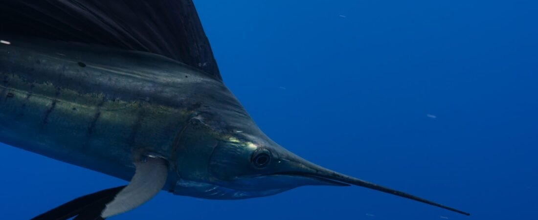 La Paz Fishing Calendar: What’s Biting Each Month