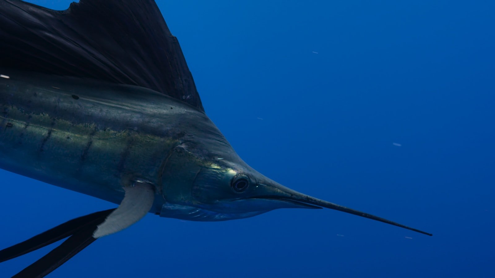 La Paz Fishing Calendar: What’s Biting Each Month