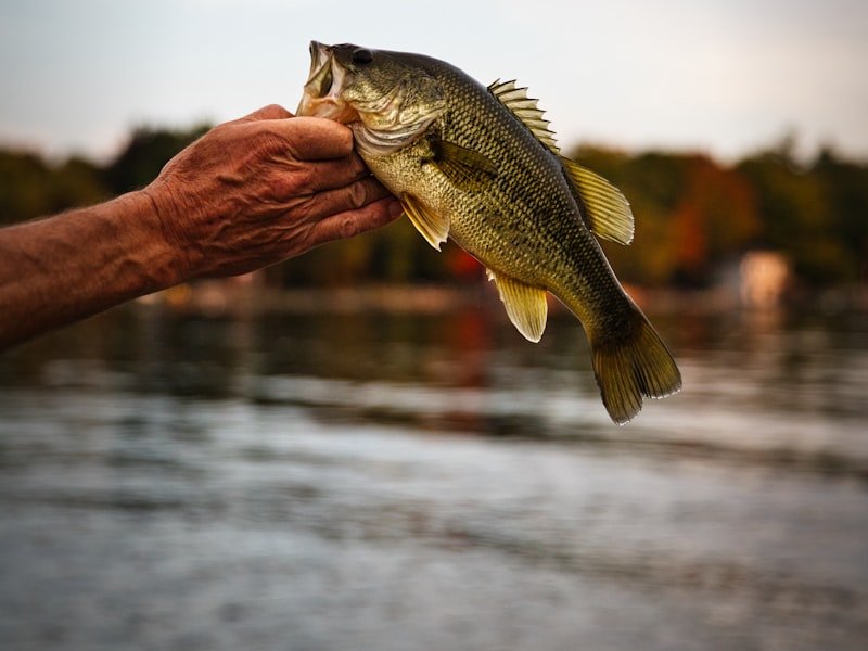 Largemouth bass, a freshwater gamefish known for aggressive topwater strikes near heavy cover