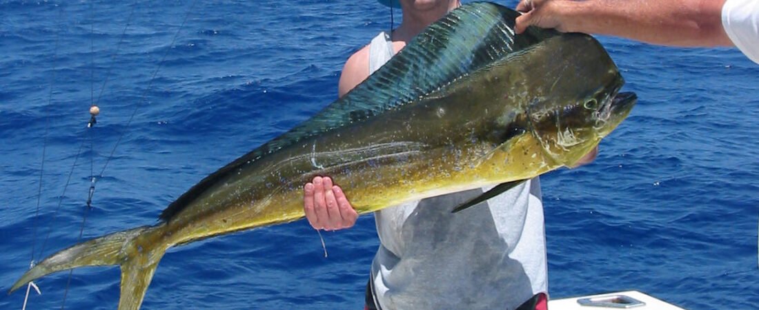 Mahi Mahi: What It Is, Where It Lives, and Everything You Need to Know