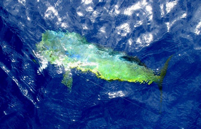 Angler bringing a bull mahi mahi to the boat