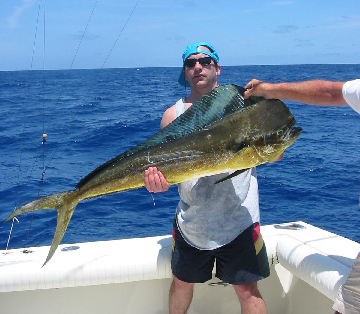 Bull mahi mahi with steep, distinctive forehead