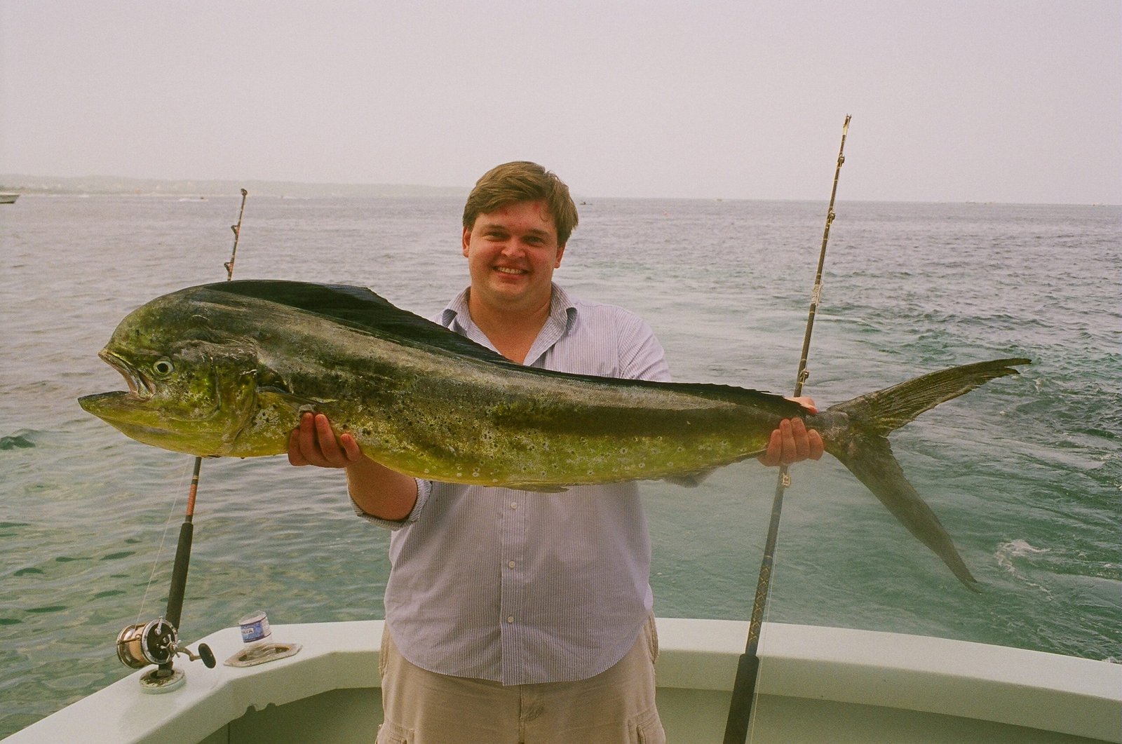 Female mahi mahi (cow) showing rounded head profile and gold-green coloration