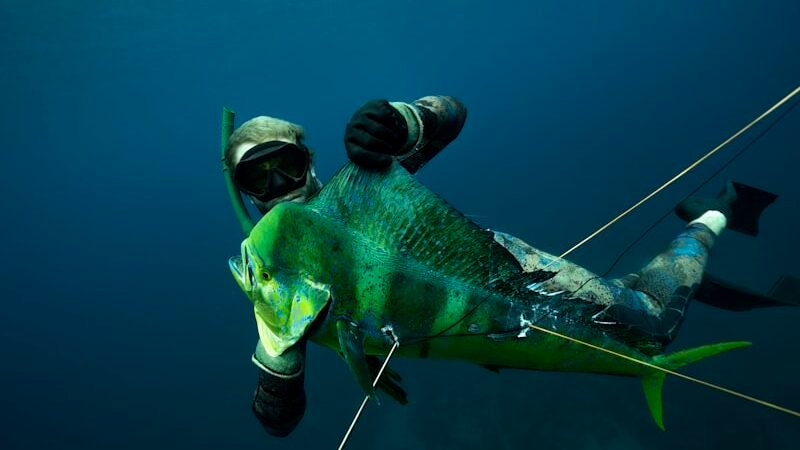 Mahi Mahi Population: Are Numbers Healthy and Is Overfishing a Risk?