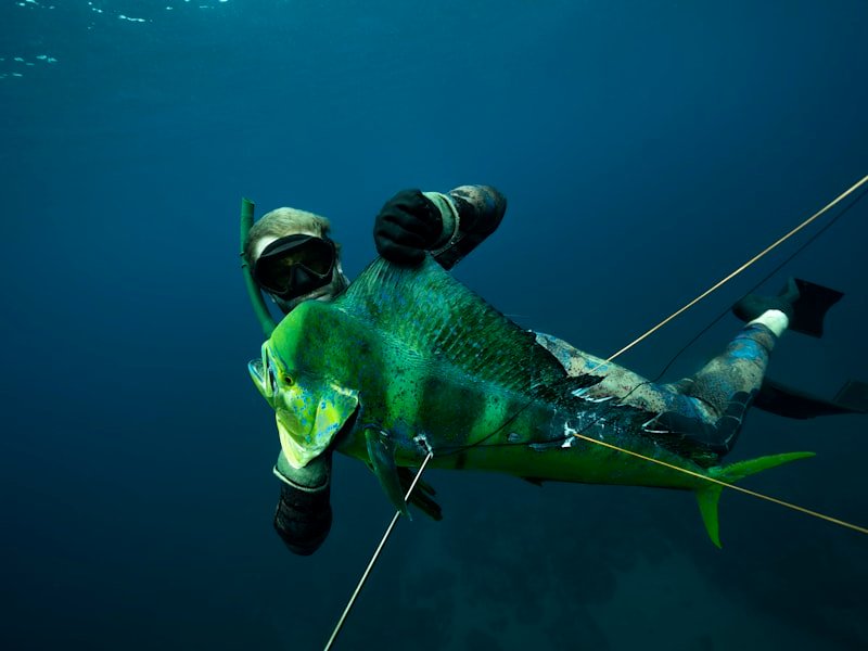 Mahi mahi, a fast-swimming blue-water saltwater species known for aerial jumps