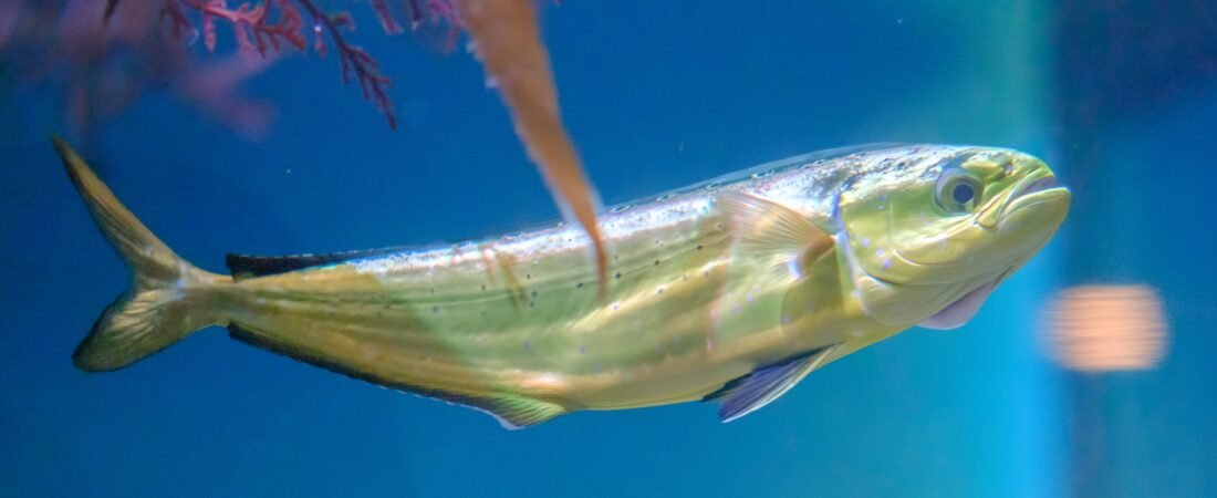 Where Do Mahi Mahi Live? Ocean, Depth, and Temperature Preferences