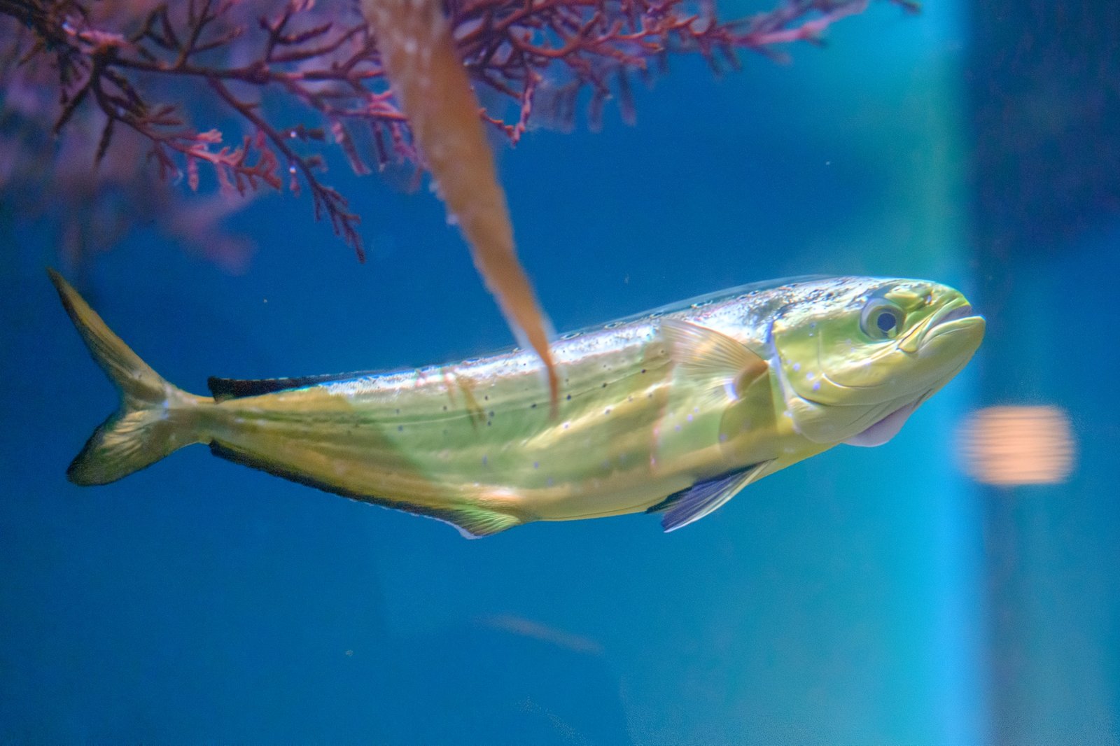 Mahi mahi swimming near the surface in open ocean water