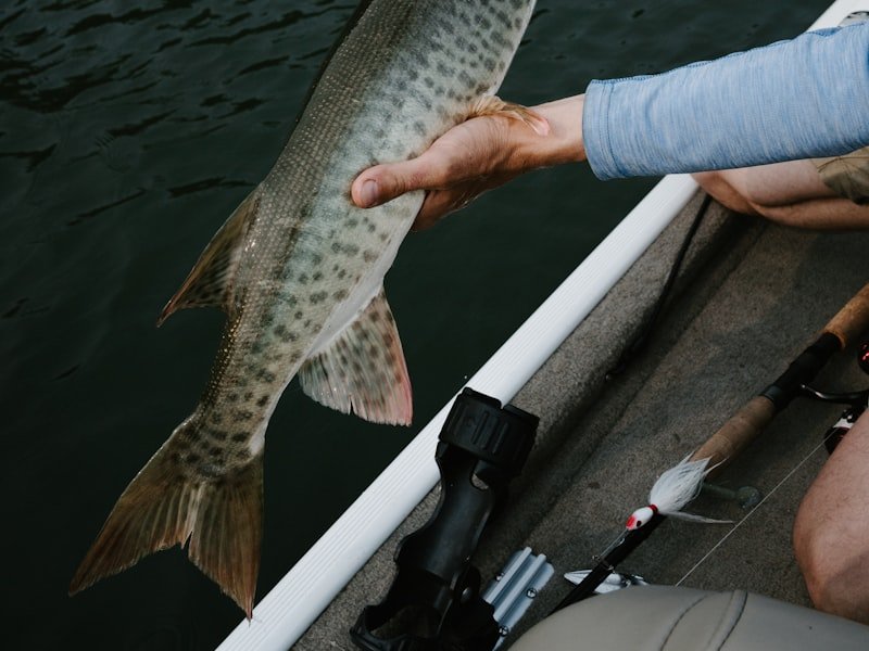 Muskellunge, a large apex-predator freshwater species also known as musky