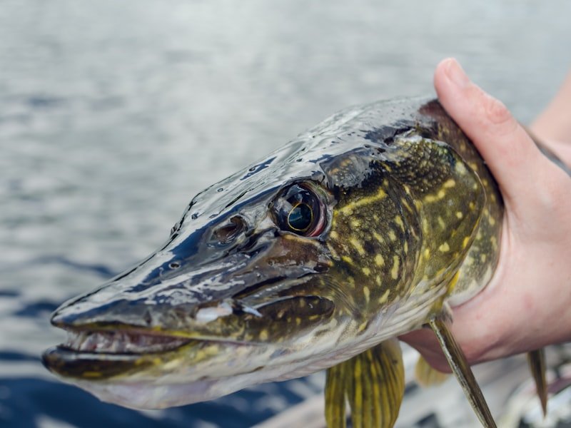 Northern pike, a toothy freshwater ambush predator found in weed beds and cold, clear lakes