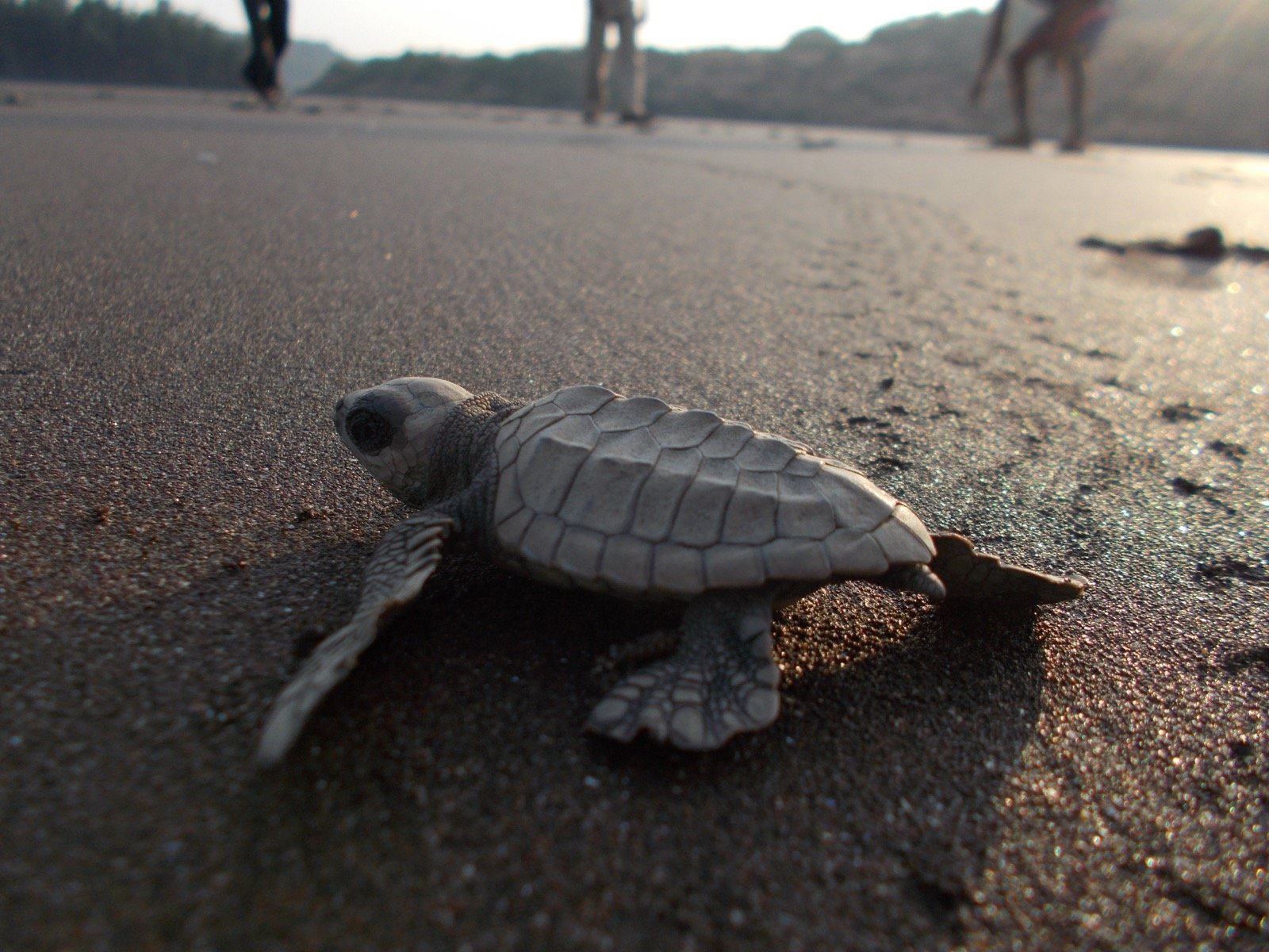 Olive ridley sea turtle
