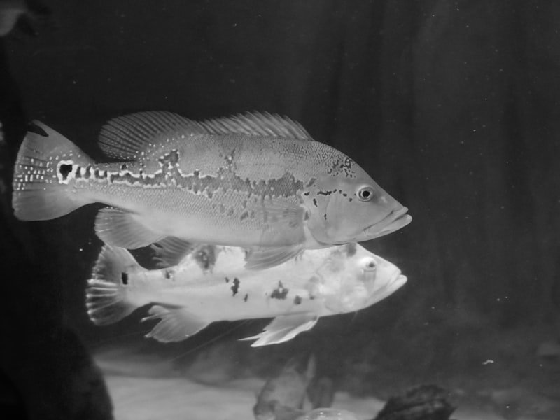 Peacock bass, a vividly colored, hard-striking freshwater gamefish