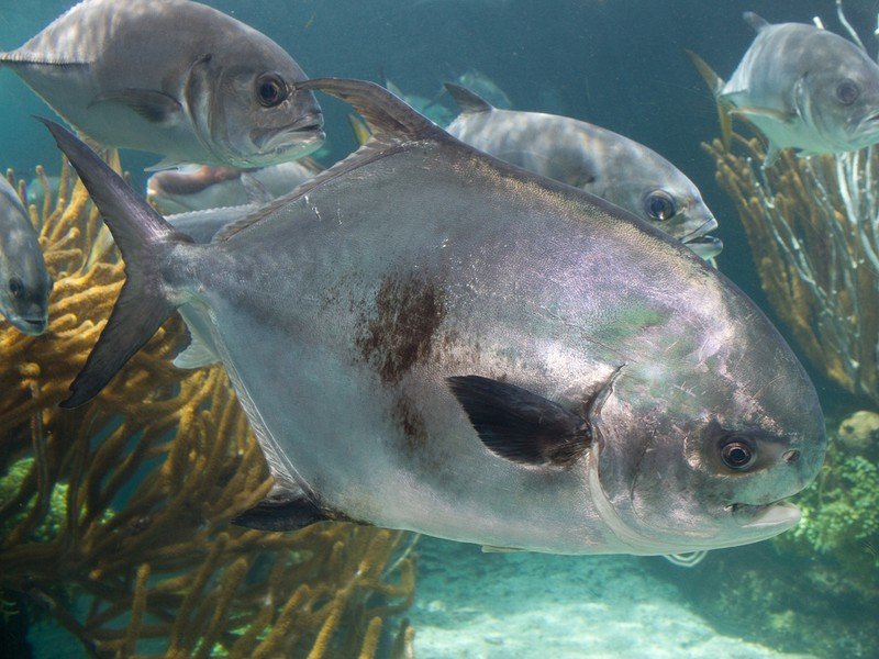 Permit, a selective flats-dwelling saltwater species prized by fly anglers