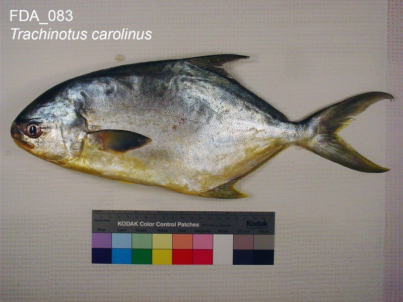 Pompano, a surf-zone saltwater species prized for both sport and table fare