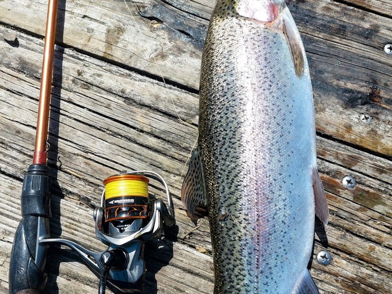 Rainbow trout, a cold-water freshwater species prized for sight-fishing and vivid coloration