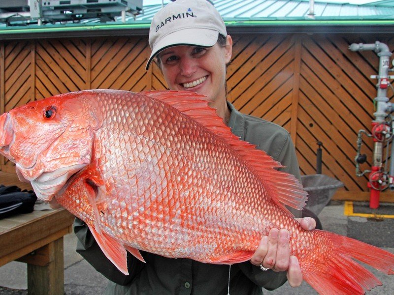 Red snapper, a prized Gulf and Atlantic reef fish with a short, tightly regulated fishing season