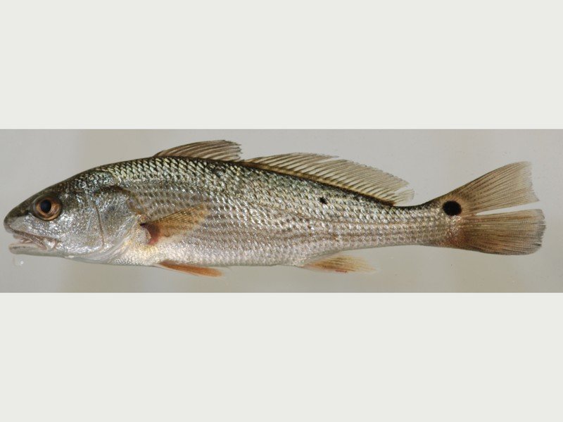 Redfish, an inshore saltwater species identified by a distinctive black tail spot