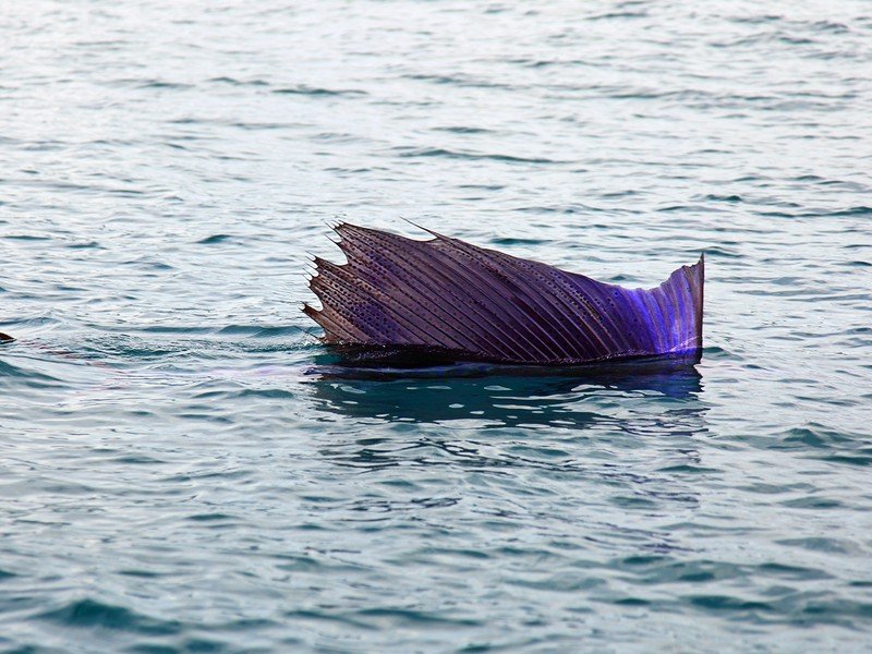 Sailfish, an acrobatic offshore billfish with a distinctive sail-like dorsal fin