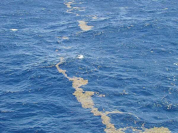 Finding Mahi Mahi on Sargassum Lines: Why Weed Lines Are the Key