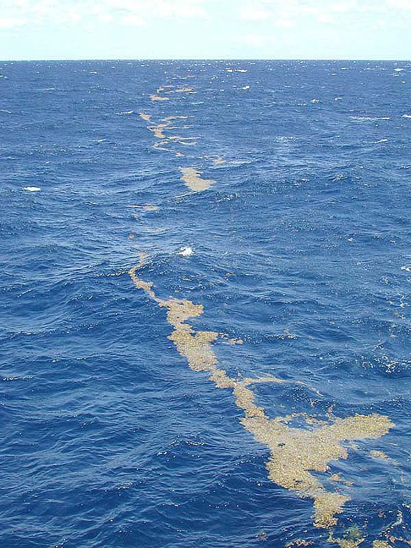 Long lines of sargassum weed floating on the ocean surface
