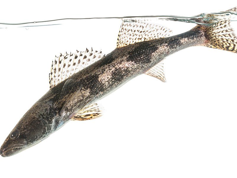 Sauger, a freshwater species closely resembling and often confused with walleye