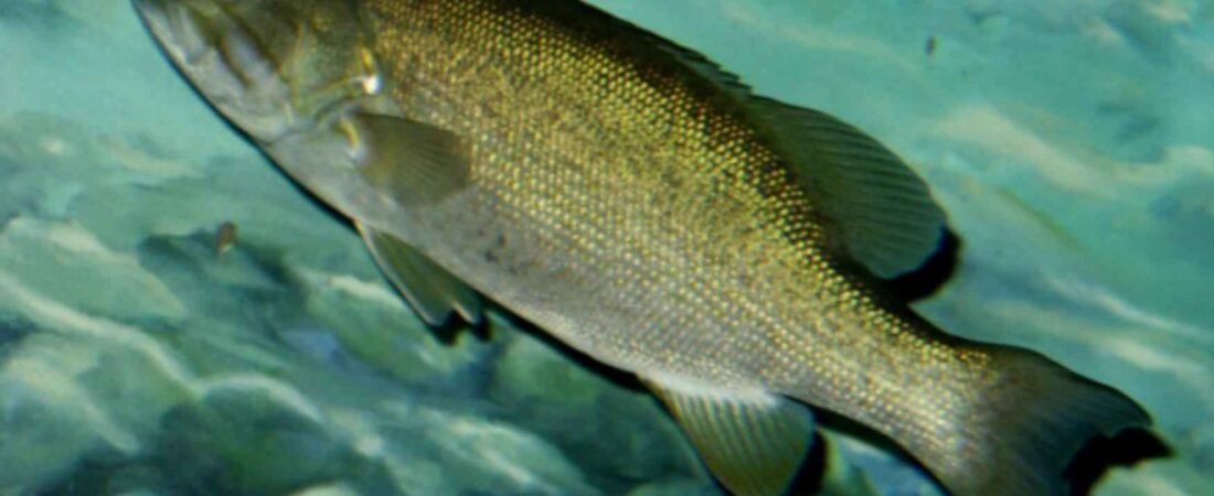 Smallmouth Bass Facts: 10 Things That Make This Fish Different From Other Bass