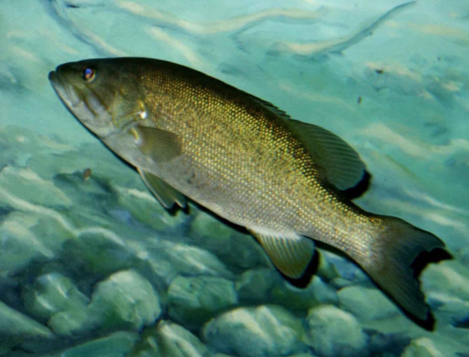 Smallmouth Bass Facts: 10 Things That Make This Fish Different From Other Bass