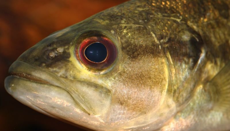 Guadalupe bass, the official state fish of Texas and the smallest black bass species, found only in central Texas Hill Country rivers