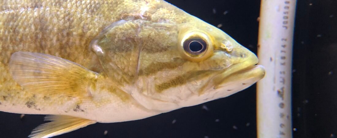Freshwater Bass Species: Smallmouth, Largemouth, Spotted, and More Compared