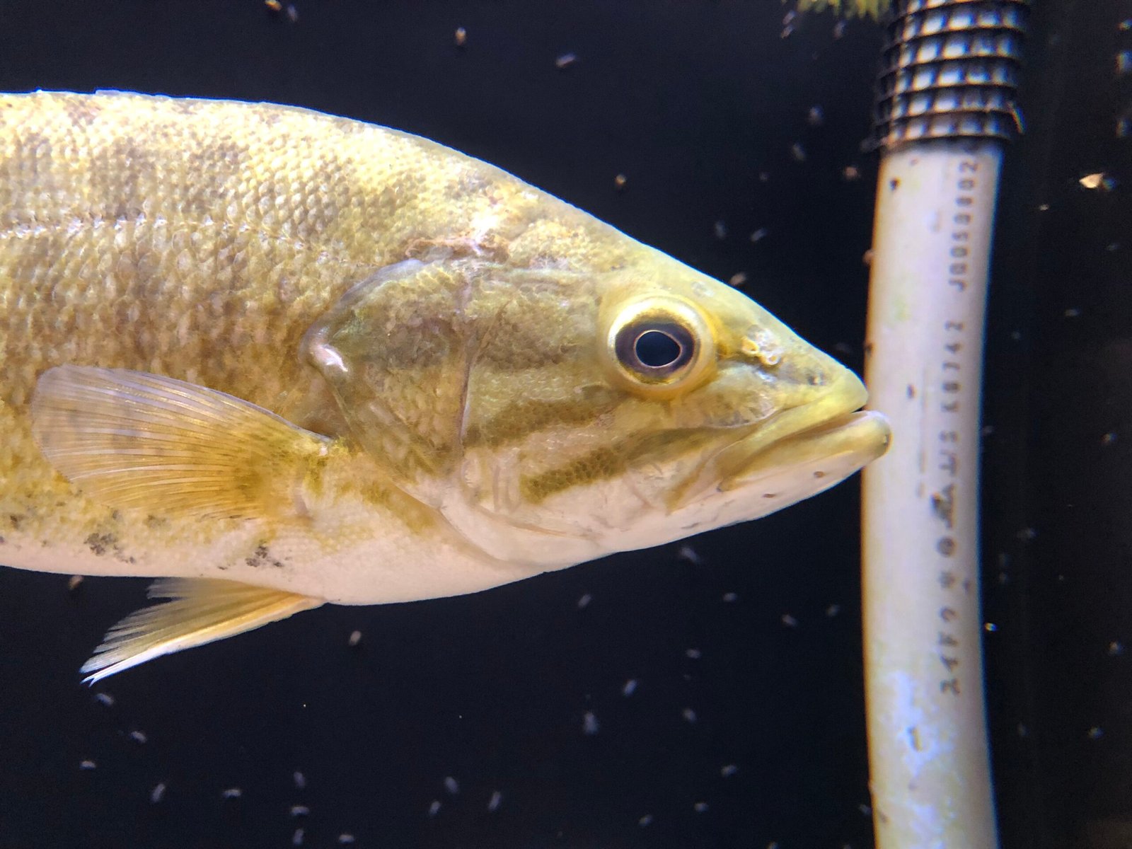 Close-up of a smallmouth bass head showing the jaw, red eye, and dark cheek stripes
